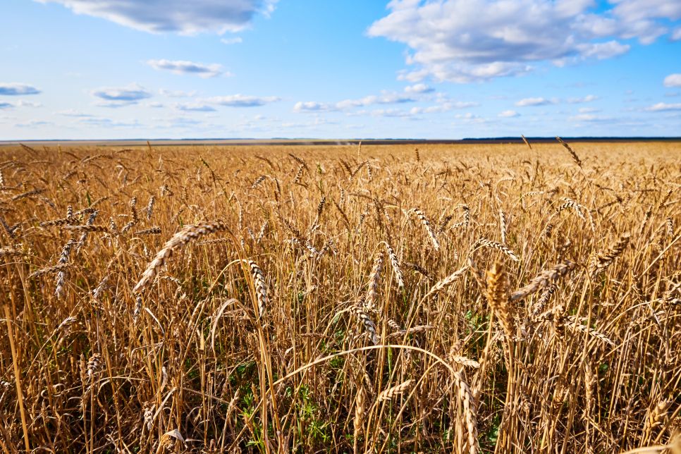 Tajikistan wheat imports rise as domestic harvest declines